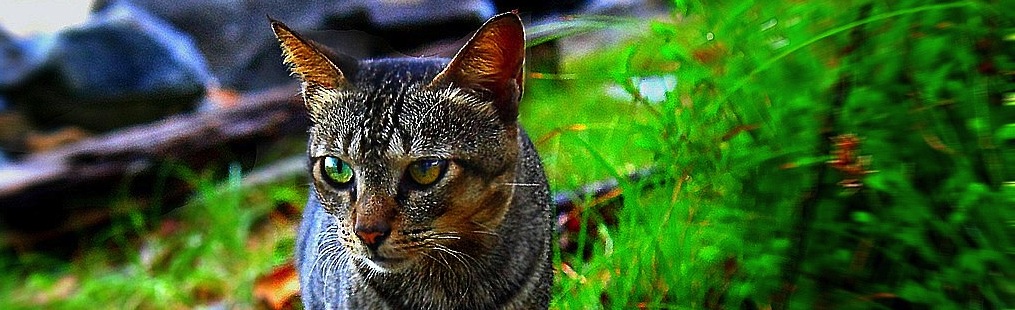 cat cat